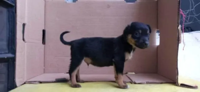 Cachorro raça SRD idade Abaixo de 2 meses nome Orelha