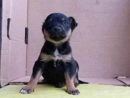 Cachorro raça SRD idade Abaixo de 2 meses nome Orelha