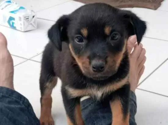 Cachorro raça SRD idade Abaixo de 2 meses nome Sem nome