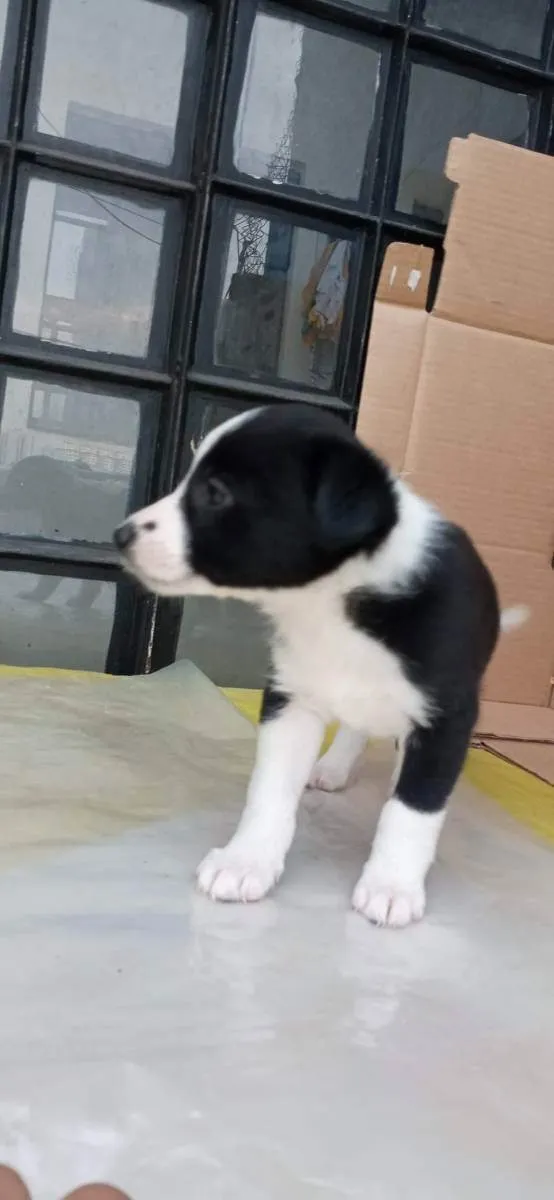Cachorro raça SRD idade Abaixo de 2 meses nome Sem nome