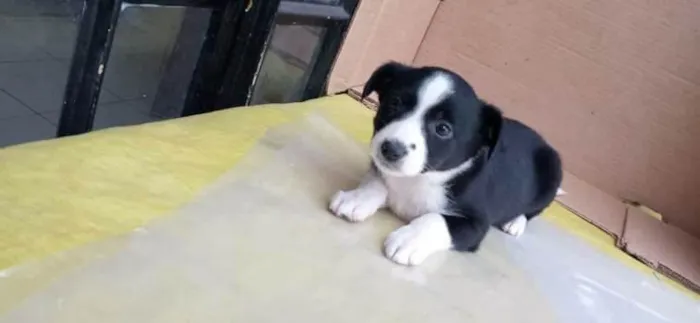 Cachorro raça SRD idade Abaixo de 2 meses nome Sem nome