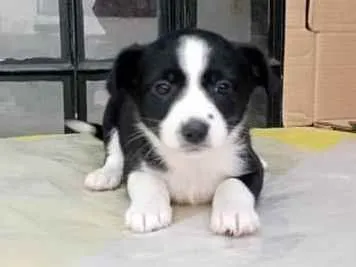 Cachorro raça SRD idade Abaixo de 2 meses nome Sem nome