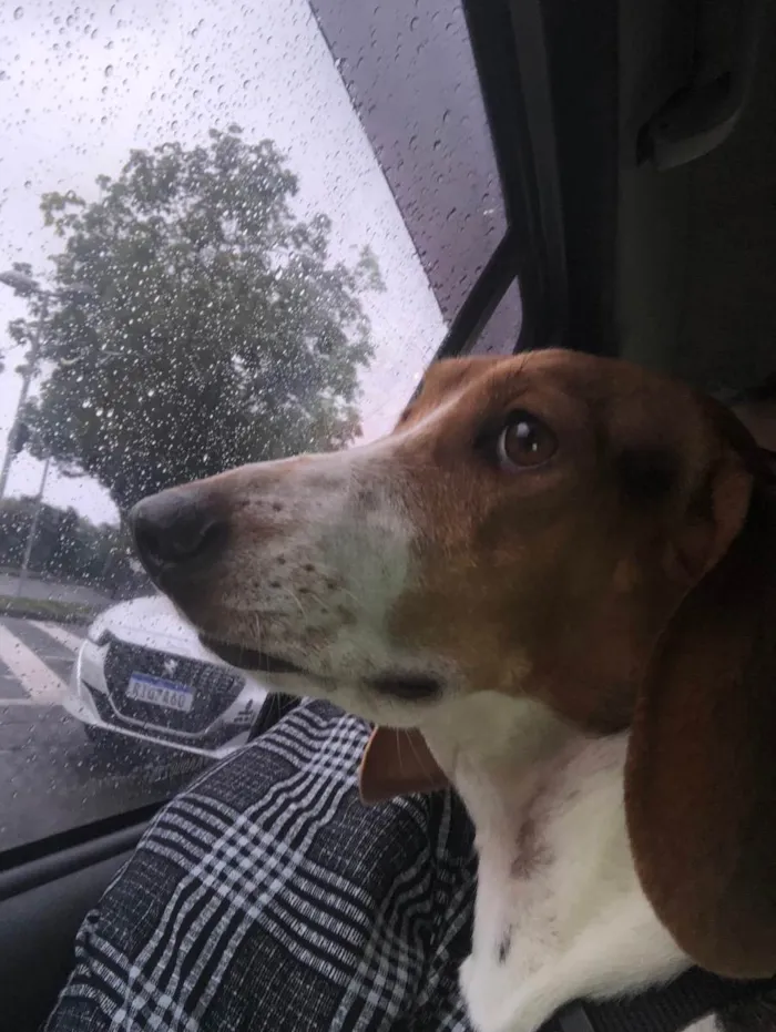 Cachorro raça Basset Hound (talvez mix) idade 4 anos nome Jully