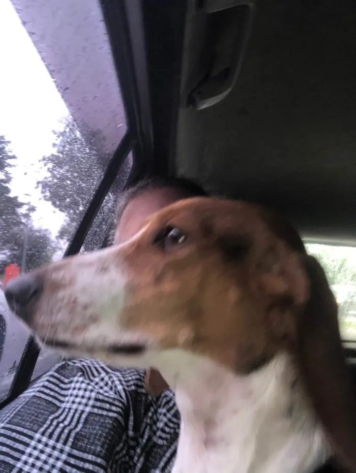 Cachorro raça Basset Hound (talvez mix) idade 4 anos nome Jully