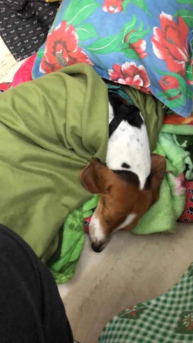 Cachorro raça Basset Hound (talvez mix) idade 4 anos nome Jully