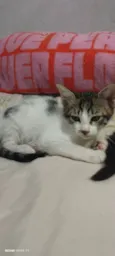 Nik