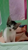 Nik