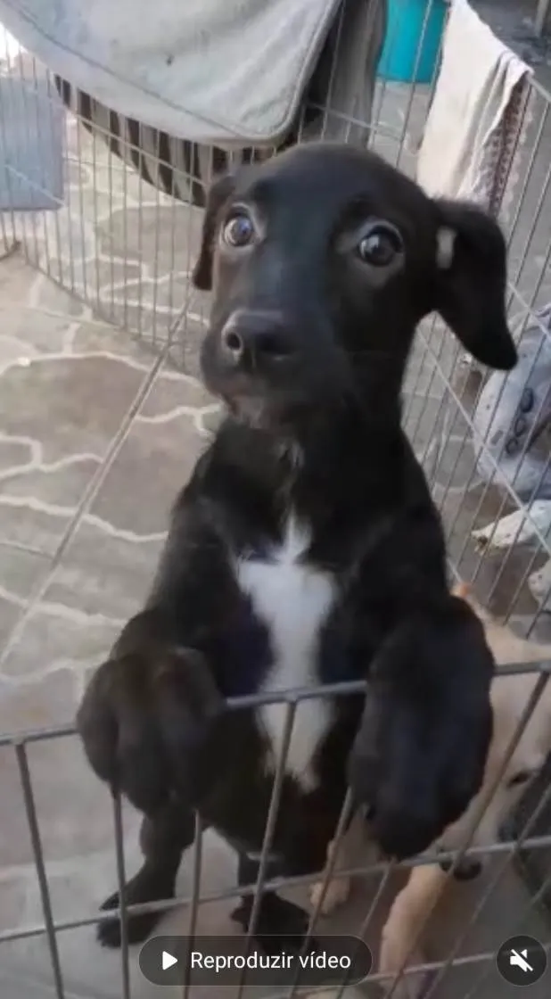 Cachorro ra a Srd idade 2 a 6 meses nome Chanel e Romeu