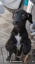 Chanel e Romeu