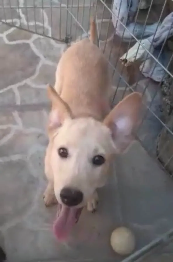 Cachorro ra a Srd idade 2 a 6 meses nome Chanel e Romeu