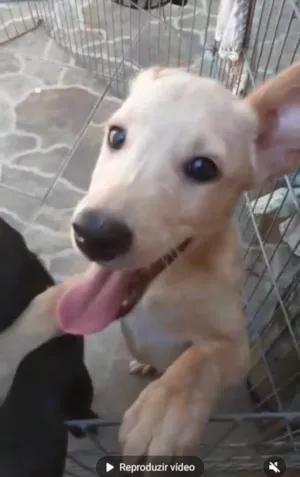 Cachorro raça Srd idade 2 a 6 meses nome Chanel e Romeu