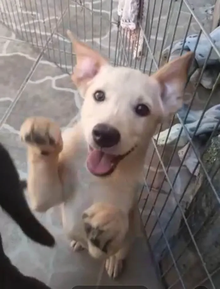 Cachorro ra a Srd idade 2 a 6 meses nome Chanel e Romeu