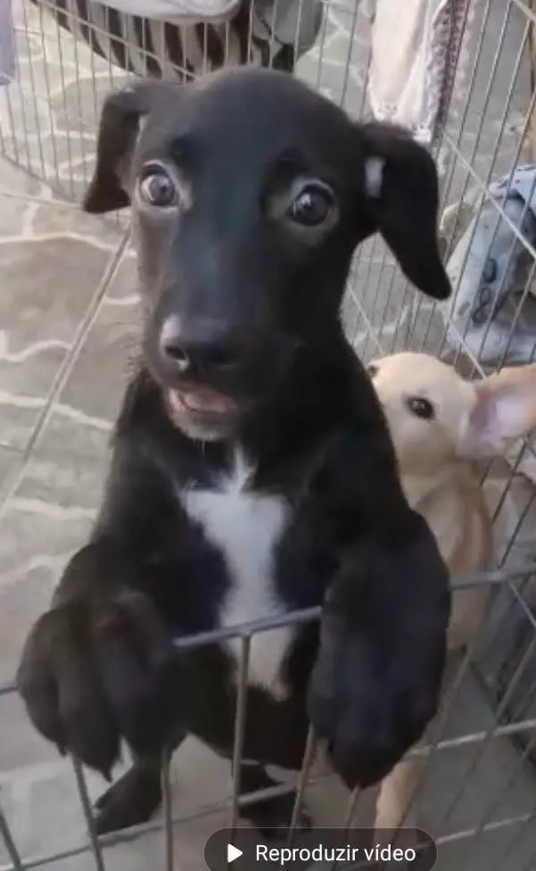 Cachorro ra a Srd idade 2 a 6 meses nome Chanel e Romeu