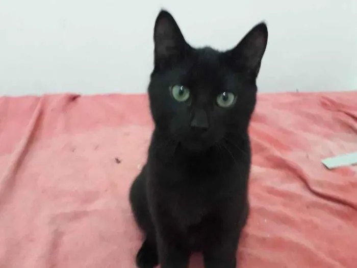 Gato raça SRD idade 7 a 11 meses nome Ecnotiflas