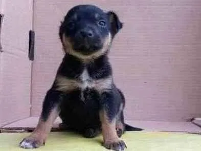 Cachorro raça SRD idade Abaixo de 2 meses nome Orelha