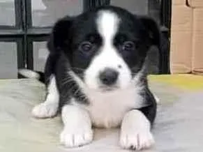 Cachorro raça SRD idade Abaixo de 2 meses nome Sem nome