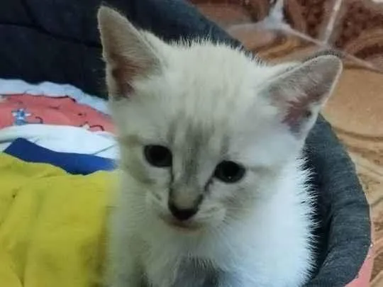 Gato ra a Siamês  idade 2 a 6 meses nome Branquinho 