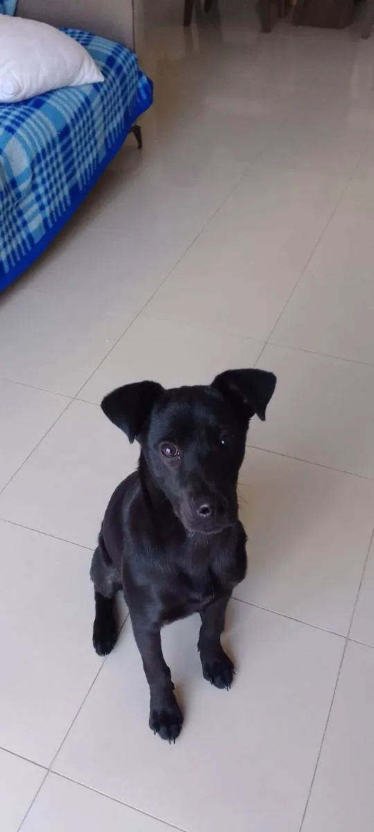 Cachorro ra a Srd idade 7 a 11 meses nome Billy