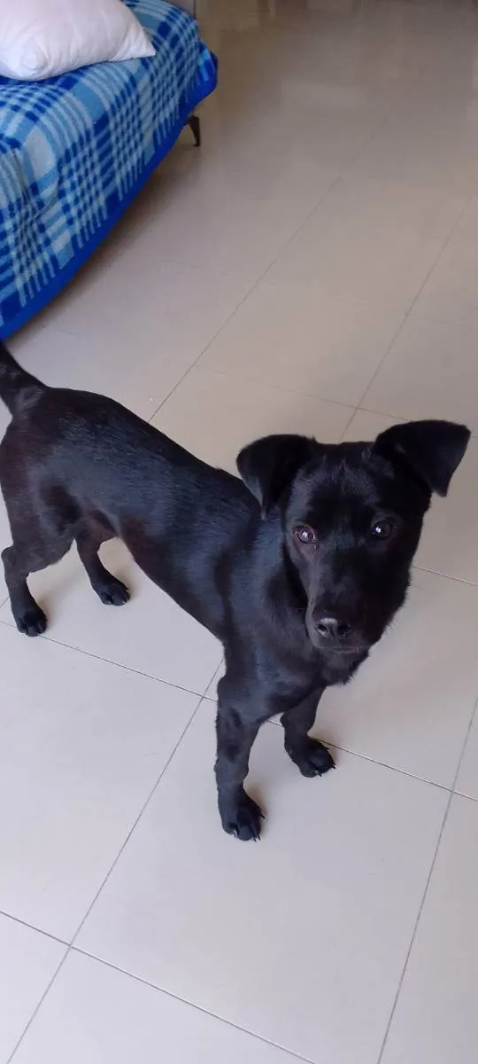 Cachorro ra a Srd idade 7 a 11 meses nome Billy