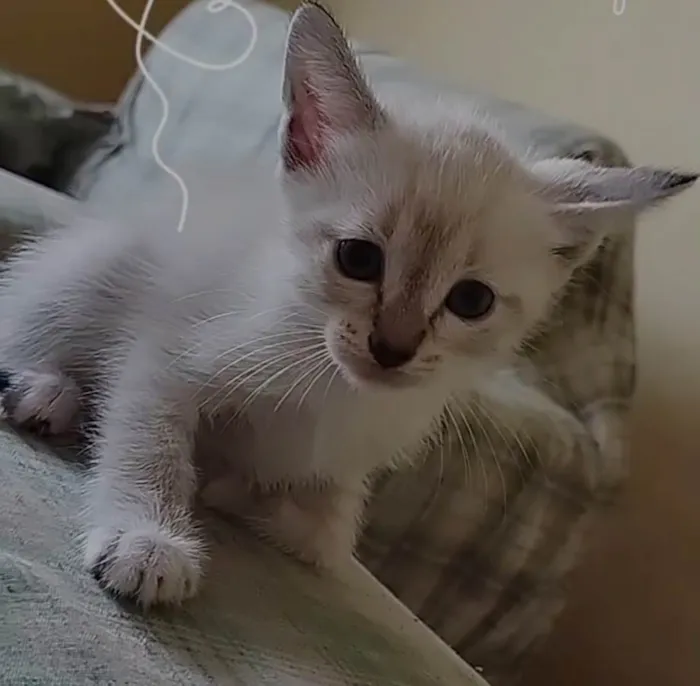 Gato ra a Siamês  idade 2 a 6 meses nome Branquinho 