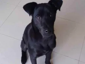 Cachorro raça Srd idade 7 a 11 meses nome Billy