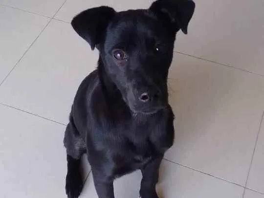 Cachorro ra a Srd idade 7 a 11 meses nome Billy