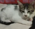Nik
