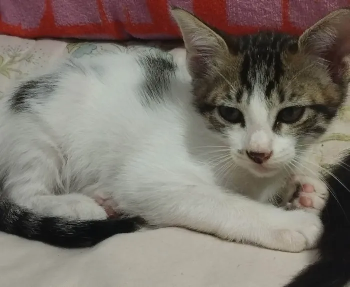 Gato ra a Siamês  idade 2 a 6 meses nome Nik