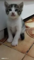 Nik