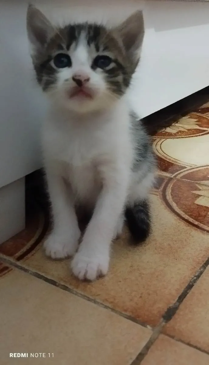 Gato ra a Siamês  idade 2 a 6 meses nome Nik