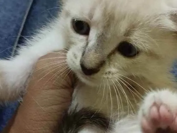 Gato ra a Siamês  idade 2 a 6 meses nome Branquinho 