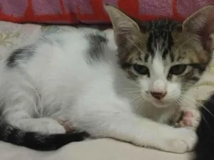 Gato raça Siamês  idade 2 a 6 meses nome Nik