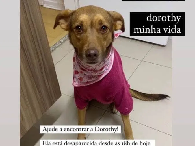 Cachorro ra a Vira Lata idade 4 anos nome Dorothy