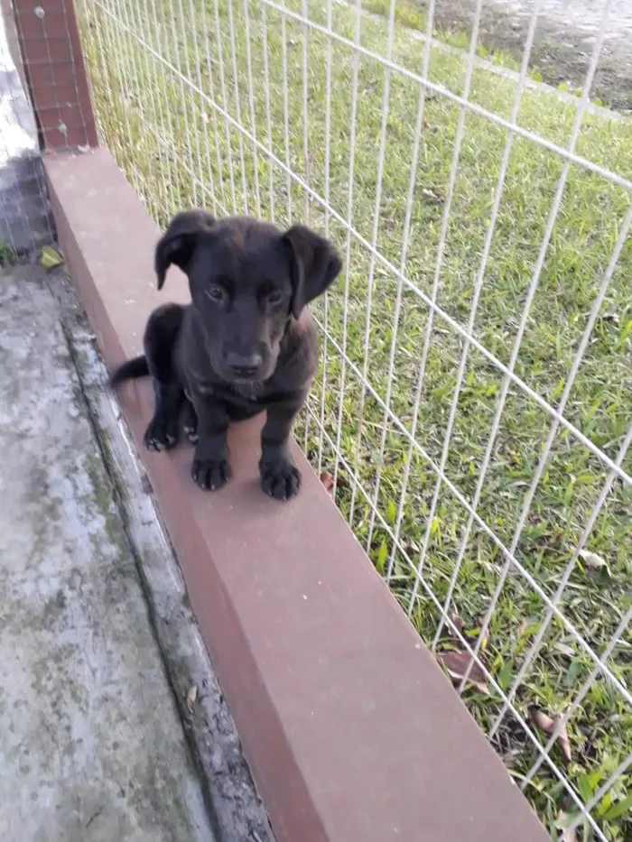 Cachorro ra a Sem raça definida (SRD) idade 2 a 6 meses nome Flopy