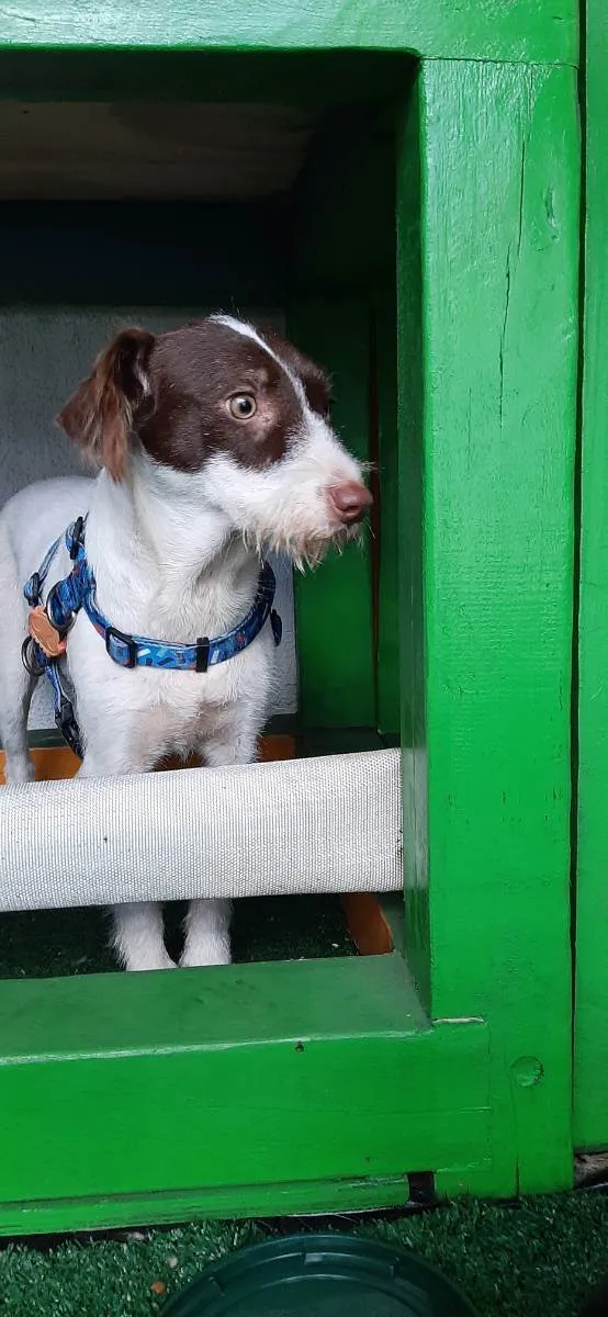 Cachorro raça SRD idade 7 a 11 meses nome Cindy