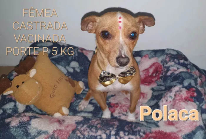 Cachorro ra a SRD idade 3 anos nome Polaca