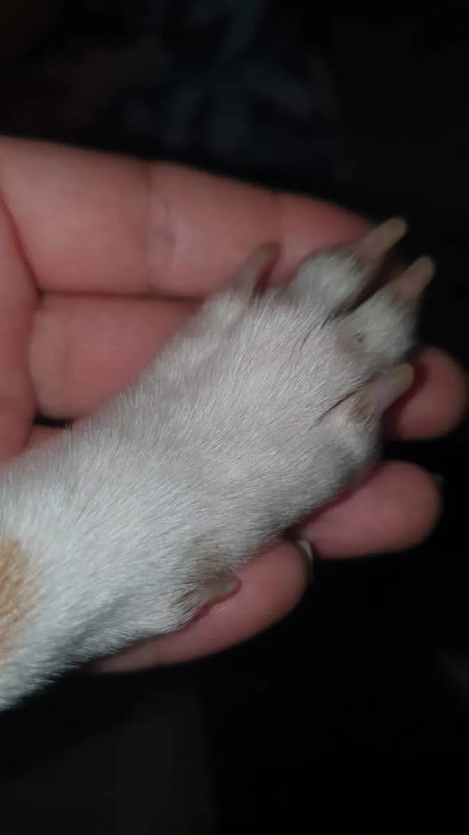 Cachorro ra a SRD idade 3 anos nome Polaca