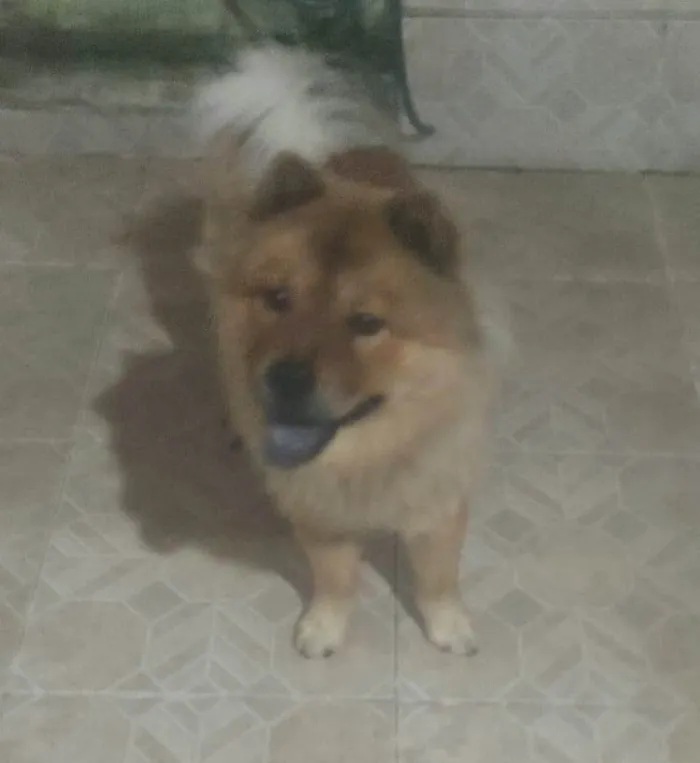 Cachorro raça Chow chow idade 2 anos nome Thor
