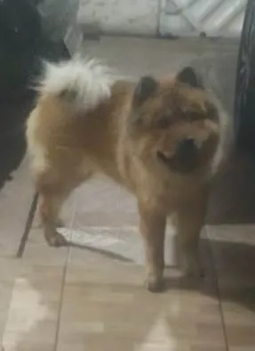 Cachorro raça Chow chow idade 2 anos nome Thor