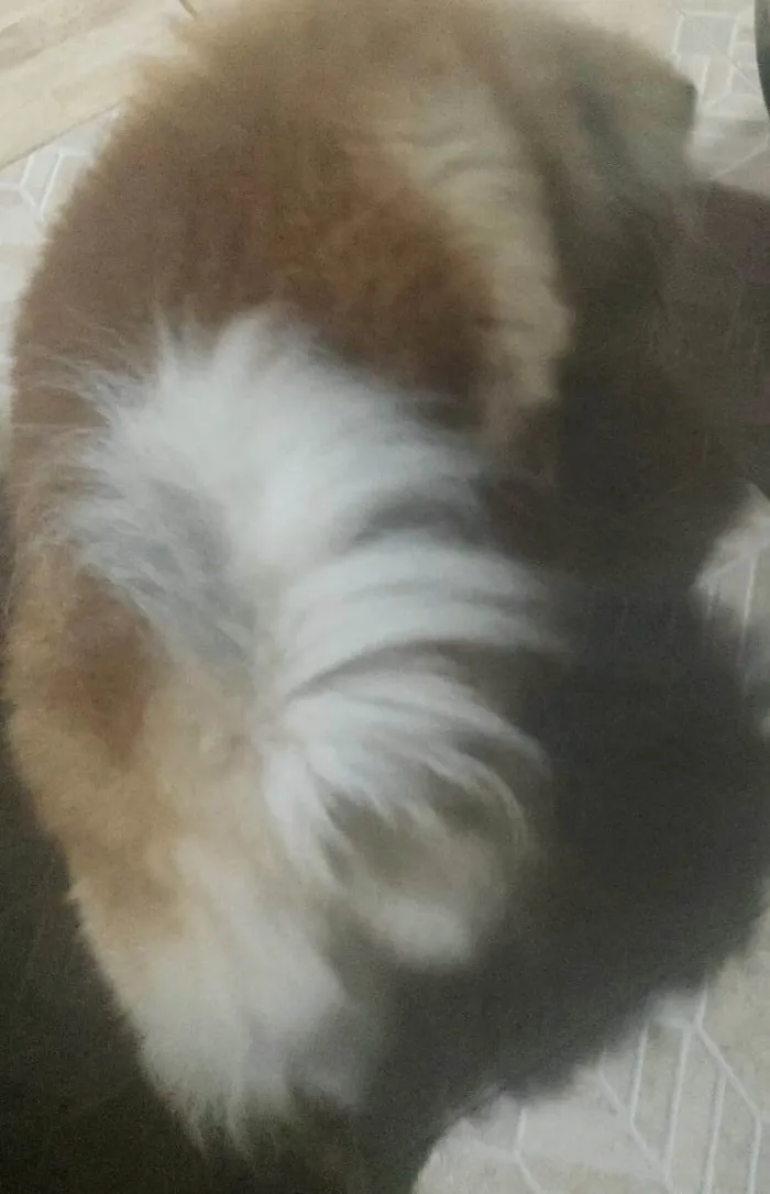 Cachorro raça Chow chow idade 2 anos nome Thor