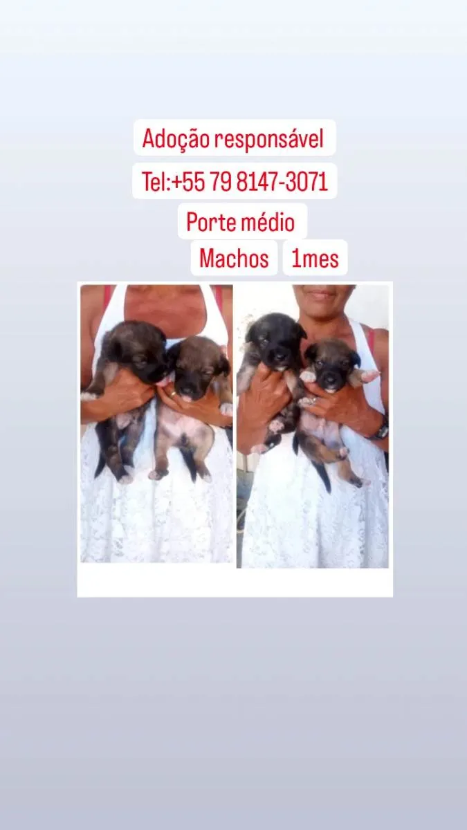 Cachorro raça Srd idade Abaixo de 2 meses nome Filhotes