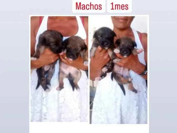 Cachorro raça Srd idade Abaixo de 2 meses nome Filhotes