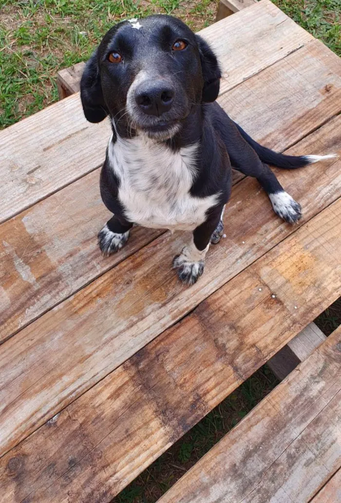 Cachorro ra a Sem raça definida (SRD) idade 2 anos nome Maya