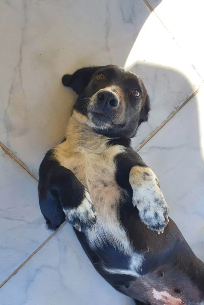 Cachorro ra a Sem raça definida (SRD) idade 2 anos nome Maya