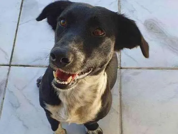 Cachorro ra a Sem raça definida (SRD) idade 2 anos nome Maya