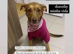 Cachorro raça Vira Lata idade 4 anos nome Dorothy