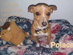 Cachorro raça SRD idade 3 anos nome Polaca