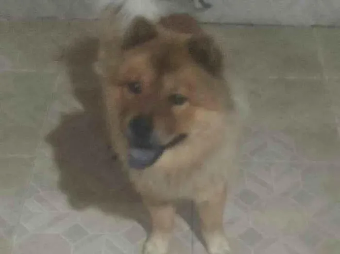 Cachorro raça Chow chow idade 2 anos nome Thor