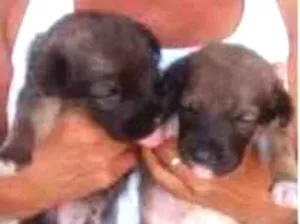 Cachorro raça Srd idade Abaixo de 2 meses nome Filhotes