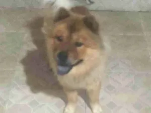 Cachorro raça Chow chow idade 2 anos nome Thor